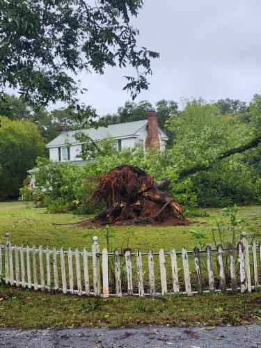 A tree was uprooted in the front yard of a house in Maxeys. (Submitted photo)