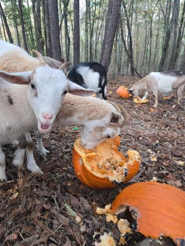 Donated pumpkins don’t stand a chance against these goats, which eat everything but the stem. The pumpkins provide nutritional benefits for farm animals, Beth Wills said. (BETH WILLS/FOR THE OGLETHORPE ECHO)