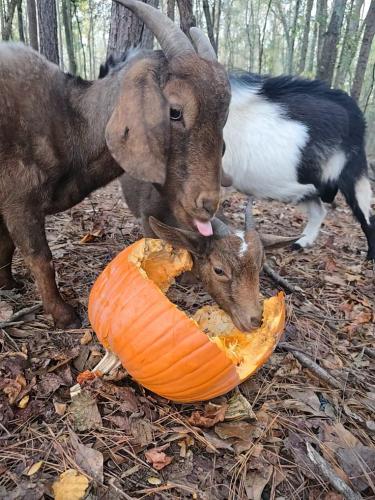 Goats munch on donated pumpkins at Beth Wills’ hobby farm outside Winterville. Wills set up a stand for folks to donate their leftover Halloween and harvest pumpkins. (BETH WILLS/FOR THE OGLETHORPE ECHO)