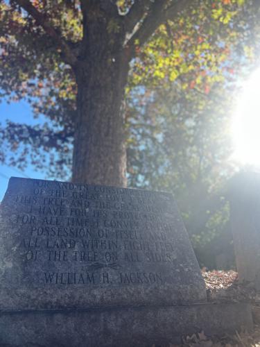 Athens' iconic Tree That Owns Itself lives on through wooden pens crafted by Mike Sellers, owner of Woodpappy Designs. After discovering a fallen limb that would have otherwise been discarded, Sellers transformed the wood into handcrafted pens, each with a certificate of authenticity. (Photo Credit/Chloe Beaver)