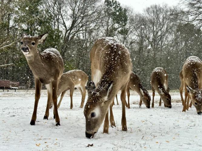 Deer nose through the snow as they look for grass at Camp Critter Wildlife Rescue in Crawford. Nikki and Marc Hughes run the rescue center, which is on 300 acres in Crawford. (Submitted Photo)