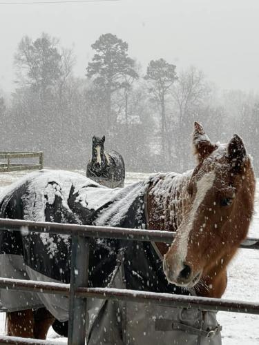 Wendy, a 30-year-old paint mare (front) and Thunder, a 16-year-old pinto gelding, don’t seem to be fazed by the snow that fell throughout the county. Tonia Dolph Epps, who owns Making Strides Equestrian on Parkview Road, wrote that they have two more horses that aren’t in the photo. (Submitted Photo)