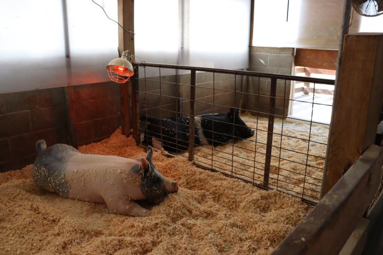 Raegan Poulnott, 17, a senior at Oglethorpe County High School, has been raising livestock and competing since she was 3 years old. At home, her barn houses all six of her pigs, with heating lamps for the colder months and removable side panels to keep them cool during the summer heat.(Photo/Lilly Stone)