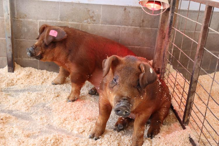 Oglethorpe County High School senior, 17, Raegan Poulnott raises pigs and competes in livestock shows. She currently has six pigs she takes to competition. Two siblings are pictured here warming under a heating lamp in the Poulnott family barn on Jan. 26, 2025. (Photo/Lilly Stone)