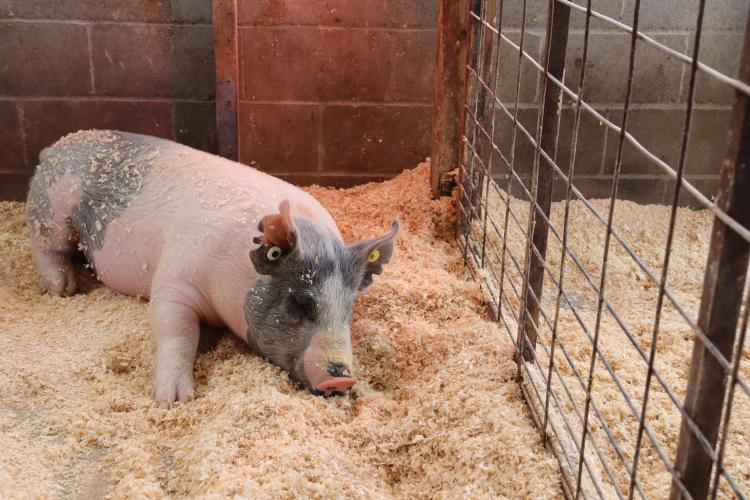 One of Raegan Poulnott's six pigs rests in her barn on Jan. 26, 2025. Poulnott often competes in livestock shows many weekends in a row. When not preparing for an upcoming competition, her pigs rest in the barn, warming under heating lamps during the colder winter months. (Photo/Lilly Stone)