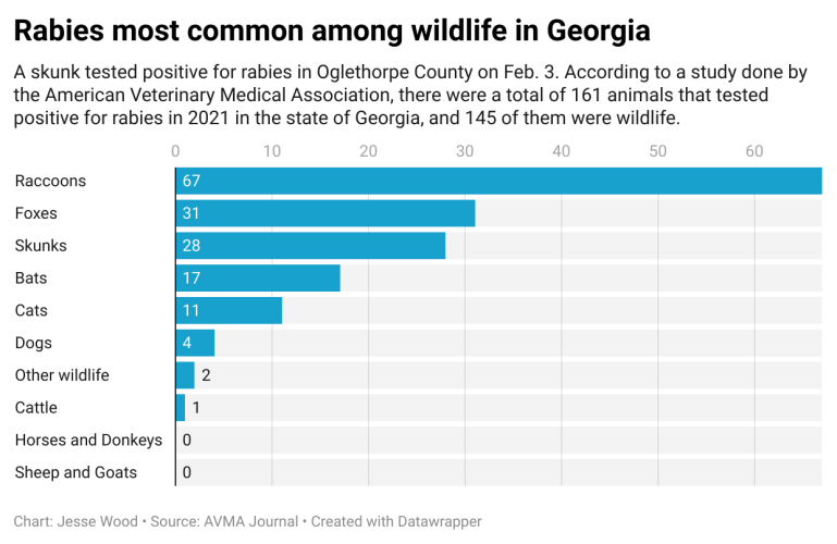 A skunk tested positive for rabies In Oglethorpe County on Feb. 3. According to a study done by the American Veterinary Association in 2021, there were a total of 161 animals that tested positive for rabies in 2021 in the state of Georgia, and 145 of them were wildlife.