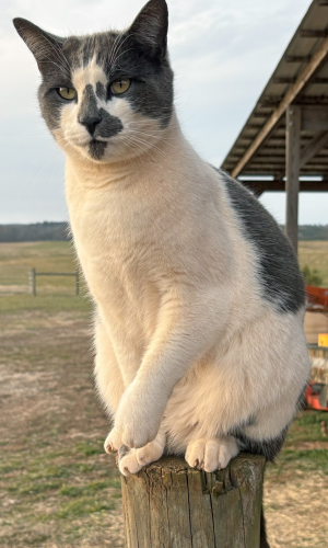 Bubba is my “dog.” The mouse-catcher  follows me around the barnyard. Some- times he perches on a fence post to  watch as I do my chores. For his super- vision, the gray-nosed tomcat expects  an extra scratch behind his ears. (Dink NeSmith/The Oglethorpe Echo)