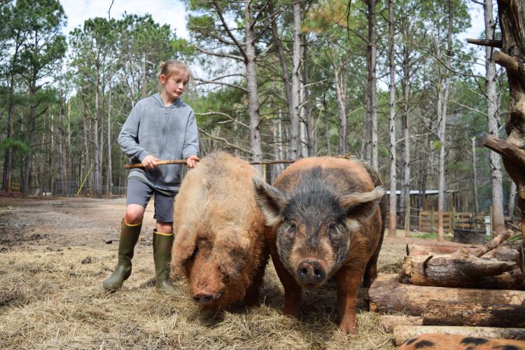 Ezra Haag scratches two pigs, Sugar and Elvis Pigsley, with a stick at Sweet Olive Farm.
