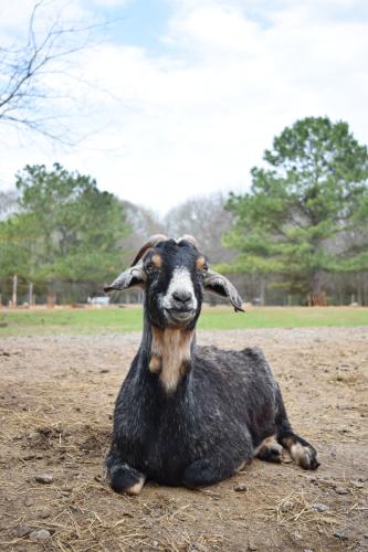 A goat named Sweets is one of the animals that has a home at Sweet Olive Farm.