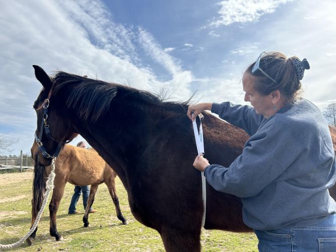 Rebecca Husted (below), owner of Technical Large Animal Emergency Rescue, shows how to use a tape to measure a horse’s weight at the Identifying Equine Abuse and Neglect seminar on Sunday at ReDux Equine Rescue.