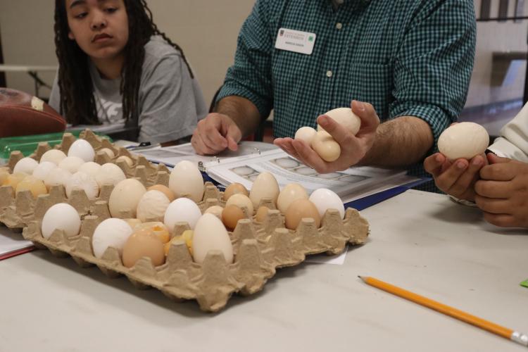 Students examine a range of eggs, evaluating factors like shell wrinkles, size, shape and calcification spots to determine the egg’s grade for poultry competitions. They also classify eggs by class after they’re broken out of their shell. (Photo/Lilly Stone))
