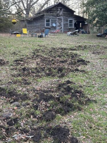 Rebecca Wood's yard, located outside of Lexington, Georgia, was destroyed by feral hogs. (Photo/Jesse Wood)