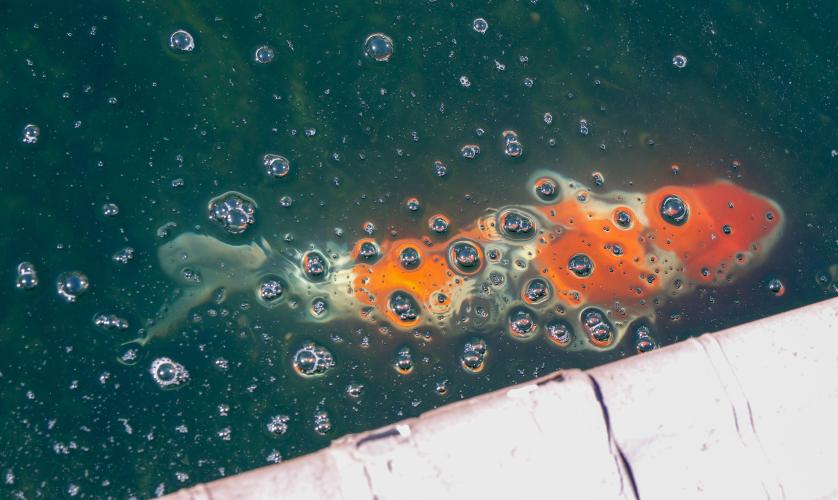 A koi fish swims beneath the bubbly surface of the upper pond within the backyard of Sheriff David Gabriel on Monday, March 17, 2025. “Koi fish grow 50% of all they're going to grow in the first year. The second year, they go 25%. The following year, it goes down every year," Gabriel said. (Photo/Felix Scheyer)