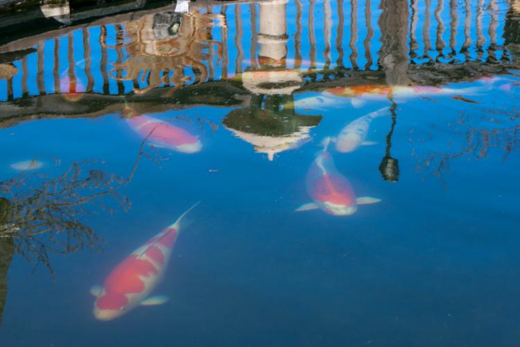 A number of koi swim together in the upper pond within the backyard of Sheriff David Gabriel on Monday, March 17, 2025. The distinct patterns along a koi’s scales are largely genetic, but can be selectively brought out through intentional breeding practices. (Photo/Felix Scheyer)