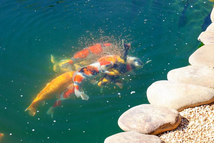 A school of koi in the lower pond fight over food within the backyard of Sheriff David Gabriel on Monday, March 17, 2025. Though typically tranquil and docile, koi are known to get quite aggressive when attempting to find and eat food. Especially when there’s competition. (Photo/Felix Scheyer)