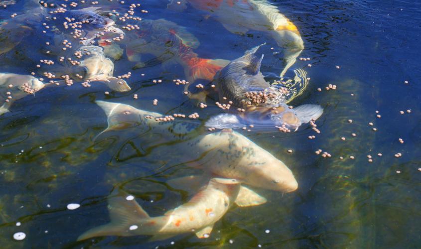 A series of photos showing koi fish swimming within the pond of Sheriff David Gabriel’s father in Winterville, Georgia, on Monday, March 17, 2025. Though most koi fish are not show-worthy, that does not stop Gabriel or his father from simply enjoying how they look. “I have a fish in here that's a really nice fish, but the body confirmation is not the best. But I like the fish, right? That’s a really pretty fish, and I enjoy the fish, just looking at it,” Gabriel said. (Photo/Felix Scheyer)