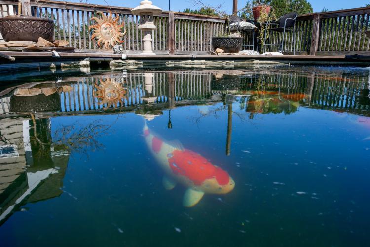 A koi fish swims in the upper pond within the backyard of Sheriff David Gabriel on Monday, March 17, 2025. Koi are largely social and collective creatures, and some even develop distinct “personalities” within their school such as a leader or a loner. (Photo/Felix Scheyer)