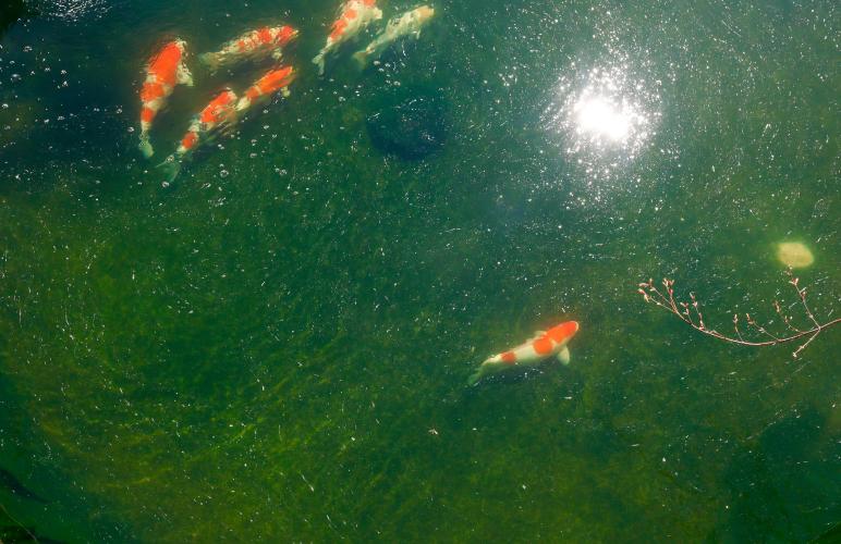 A koi fish swims away from the group in the upper pond within the backyard of Sheriff David Gabriel on Monday, March 17, 2025. Koi are largely social and collective creatures, and some even develop distinct “personalities” within their school such as a leader or a loner. (Photo/Felix Scheyer)