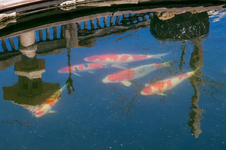 Four koi swim together in the upper pond within the backyard of Sheriff David Gabriel on Monday, March 17, 2025. The distinct patterns along a koi’s scales are largely genetic, but can be selectively brought out through intentional breeding practices. (Photo/Felix Scheyer)