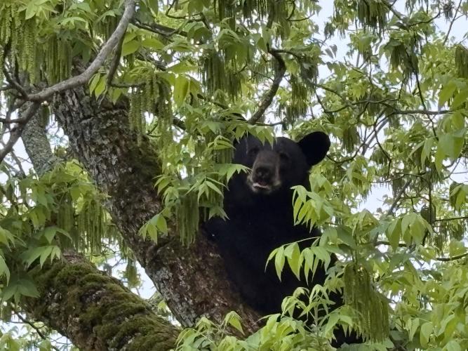 A black bear in a pecan tree off Crawford Smithonia Road caused a stir on Friday morning. The bear was later named Elvis. (Dink NeSmith/The Oglethorpe Echo)