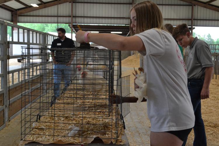 Henley Gatrett, a seventh grader at Oglethorpe County Middle School, evaluates Class A hens during the competition. Participants judge four live birds based on factors such as bleaching, pigment, molt, and abdominal capacity, and are scored on the accuracy of their rankings. (Photo/Lilly Stone)