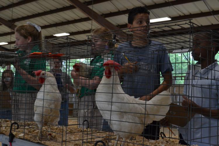 Jayden Svetanoff, a sixth grader at Oglethorpe County Middle School, completes the live bird portion of the Oglethorpe County Area Poultry Judging Competition on April 24, 2025. Students rotate through stations evaluating live birds, ready-to-cook quality, broken-out eggs, exterior quality of eggs, candling, and poultry parts identification. (Photo/Lilly Stone)