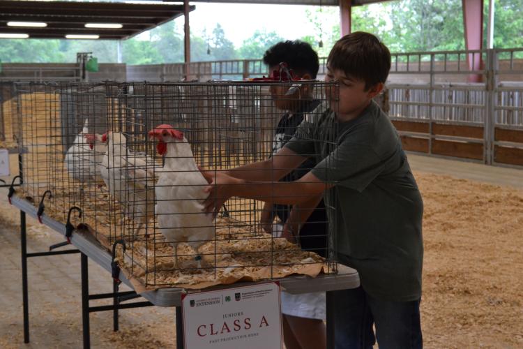 Xander Buska, a fifth grader at Oglethorpe County Elementary School, judges live birds during the poultry judging competition. Students must handle the birds to assess and rank them as part of the hands-on portion of the competition. (Photo/Lilly Stone)
