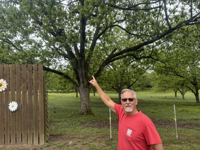 Crawford’s Tony Resop points to a bear in a pecan tree in his neighbor’s pasture. This is a perfect example of the public giving The Oglethorpe Echo a news tip. (Dink NeSmith/The Oglethorpe Echo)
