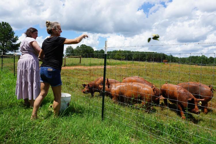 Wendy Beck and Abigail Henry, Chief Administrative Officer at Beaver Dam Farms and Iron Horse Golf Course, feed cabbage to their pigs. (Photo/Alex Perri)