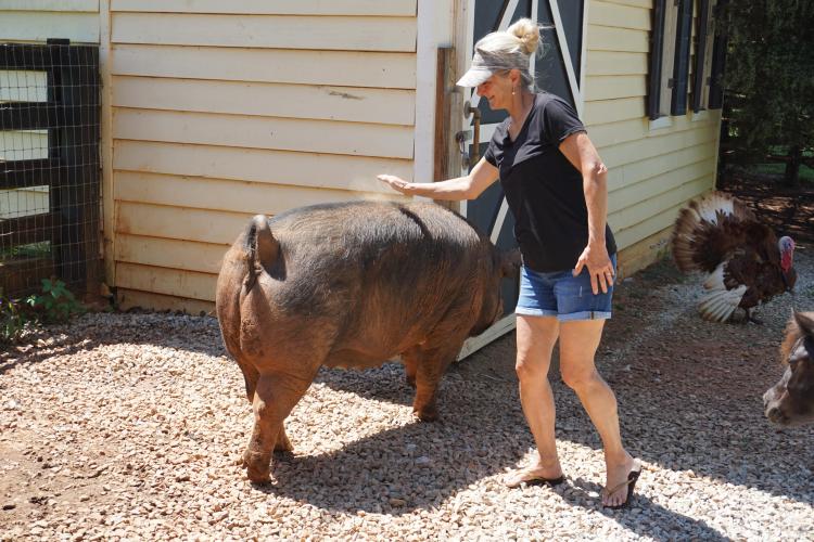 Wendy Beck gives Belle, one of her Berkshire pigs, a pat on the back. The Becks plan to add premium Berkshire pork to their selection of locally grown meat products. (Photo/Alex Perri)