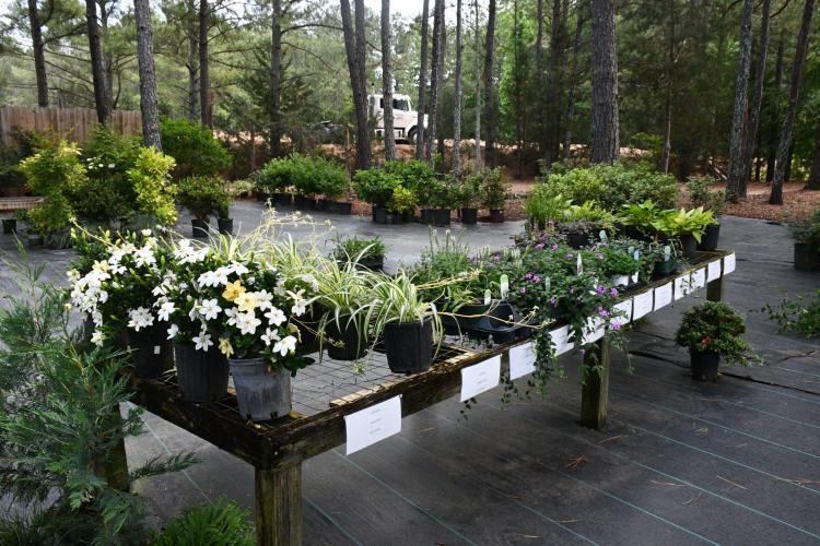A variety of flowers are among the various plants and landscape material available at Andrew’s Farm &amp; Nursery. Andrew Majsztrik opened the business in 2016. (Photo/Jennifer Xia)