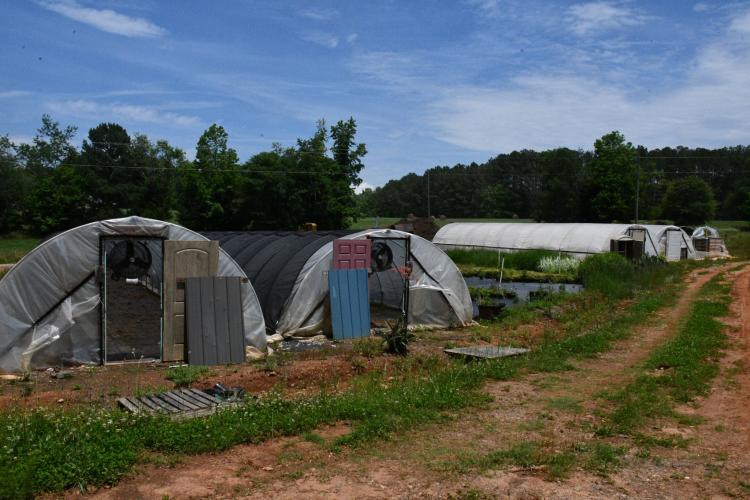 Rows of greenhouses line the lower nursery at Andrew's Farm &amp; Nursery in Arnoldsville. The greenhouses currently sit empty as the warm weather gives plants no reason to be covered this time of year. (Photo/Jennifer Xia)