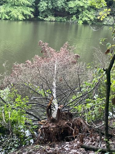 Arnoldsville’s Debbie Hardegree sent several photos from Lake Oak Drive and Lake Oglethorpe, which she said rose 12 inches last week. This one shows a tree that fell into the lake. (Submitted Photo)