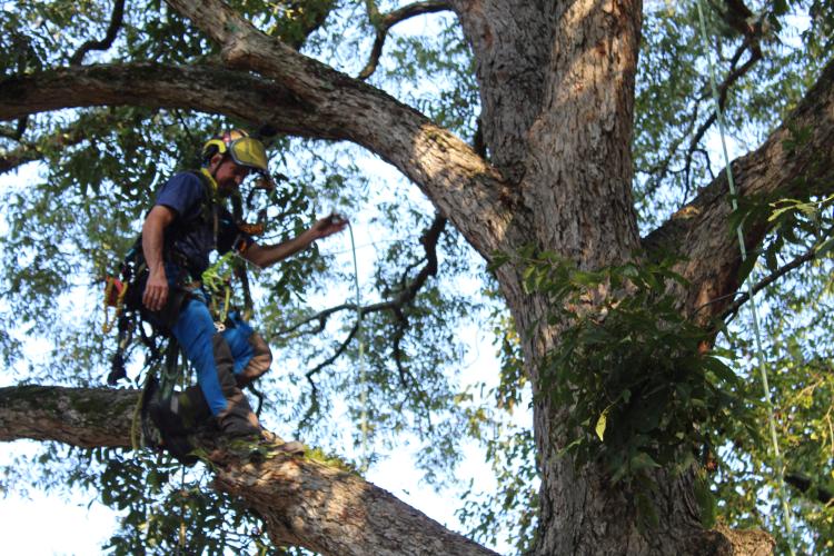 Frankie Hart walks along a limb after climbing a tree to demonstrate his skill aloft. He’s owned and operated Hart Tree Care for slightly more than a year. (Emily Adams/The Oglethorpe Echo)