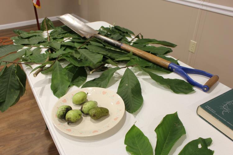 Geoff Hill brought in ripe pawpaw fruits to his presentation at the 11th anniversary Plowshare meeting on Monday, Sept. 6, 2025, at the Georgia Farm Bureau in Crawford. Hill grows pawpaw trees on his land. (Makenna Reavis/The Oglethorpe Echo)