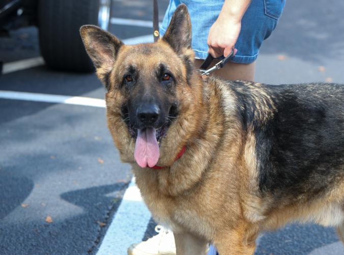 Jeb, a german shepherd, walks through the line of vehicles with his owners at the Firefly Cruise-In in Lexington, Georgia on Sunday, Sept. 28, 2025. The event drew adults, children and animals to the Oglethorpe County Courthouse Square. (Photo/Susanna Johnson)