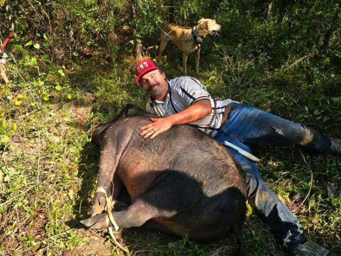 Smithonia's Ryne Rankin, owner and operator or Boars N' Broads, shows a 391.6-pound feral hog that he helped kill in the eastern part of Oglethorpe County on Sept. 1. Boars N' Broads used dogs to hunt and harvest feral pigs.