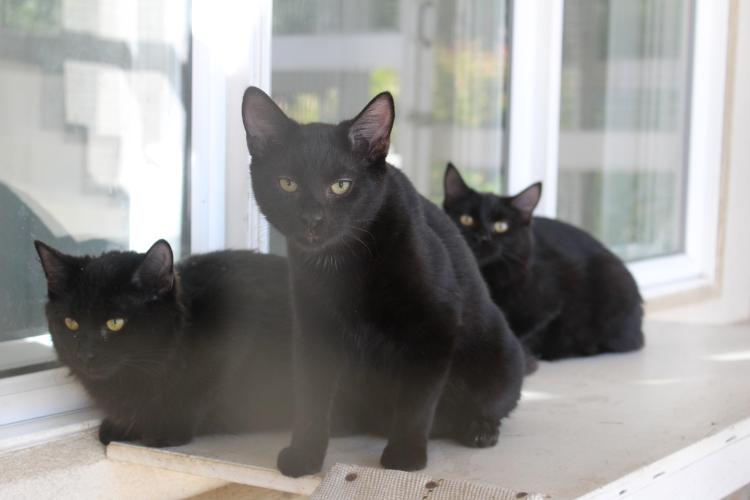House cats at Madison Oglethorpe Animal Shelter play outside on the shelter's "catio." Executive director Juli Huth said the shelter has taken in a steady number of cats over the past few years. (Hannah Freeman/The Oglethorpe Echo)