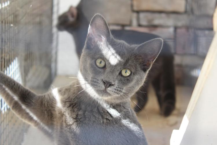 An adoptable house cat plays outside on the "catio" at Madison Oglethorpe Animal Shelter in Danielsville, GA. MOAS uses TNR procedures to limit the feral cat population in Madison and Oglethorpe counties so those cats don't end up in the shelter. (Hannah Freeman/The Oglethorpe Echo)