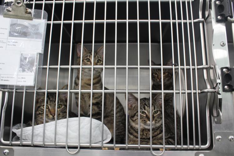 Adoptable tabby kittens relax in their kennel at Madison Oglethorpe Animal Shelter. Feral cats brought into the shelter are typically quarantined from the rest of the shelter's feline population. (Hannah Freeman/The Oglethorpe Echo)