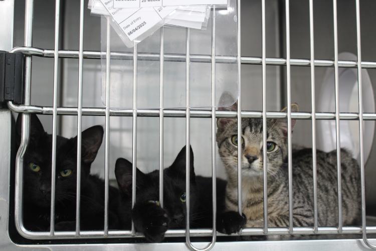 Rescued kittens await adoption at Madison Oglethorpe Animal Shelter in Danielsville, GA. Feral cats that undergo the TNR process are typically returned to their colonies, but some can be adopted as outside barn cats for free. (Hannah Freeman/The Oglethorpe Echo)