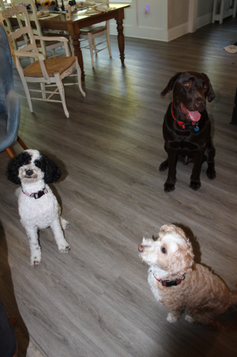 Savannah Rose, the white and black, 2-year-old goldendoodle, Riley Mason, 1-year-old chocolate lab and Axel, the 6-year-old light brown goldendoodle and service dog, have their attention pulling in different directions. Axel is eyeing the treat that Tania Marler is holding behind the camera. (Emily Adams/The Oglethorpe Echo)