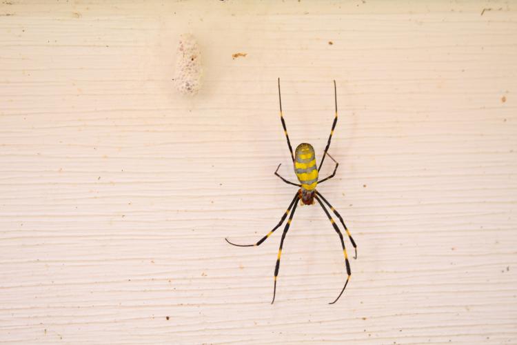 A female Joro spider guards her egg sac on Nov. 4, 2025, in Winterville, Ga. Joro spiders typically live for about a year and die after the first frost following egg-laying. (Gabrielle Gruszynski/The Oglethorpe Echo)