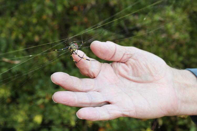 Retired University of Georgia entomology professor and former extension specialist Dr. William Hudson reaches for a female Joro spider on Nov. 4, 2025, in Winterville, Ga. Known for their docile nature, Joro spiders have never been recorded harming humans. (Gabrielle Gruszynski/The Oglethorpe Echo)