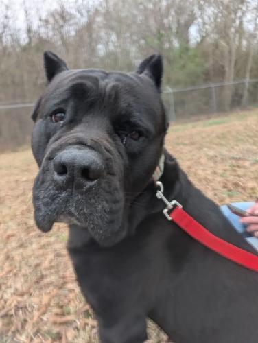 A photo of the Cane Corso after he was taken out of the trap. He was caught in the early morning of Feb. 28. (Photo/Submitted)