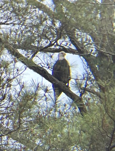 A bald eagle perches on a tree about four years ago near the home of Natalie Thier, who lives on Long Branch Lane. There have been many recent sightings of bald eagles across Oglethorpe County. (Submitted Photo)