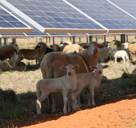 A ewe stands with her two lambs in the shade of solar panels at the Timberland Solar facility in Oglethorpe County. The panels provide shelter while sheep graze as part of the site’s vegetation management program. (The Oglethorpe Echo/Kira Doppel)