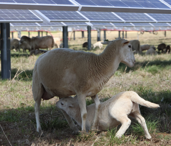 A lamb nurses at the Timberland Solar facility in Oglethorpe County, where sheep are used for vegetation management. The site is part of a solar grazing operation that replaces traditional mowing methods. (The Oglethorpe Echo/Kira Doppel)