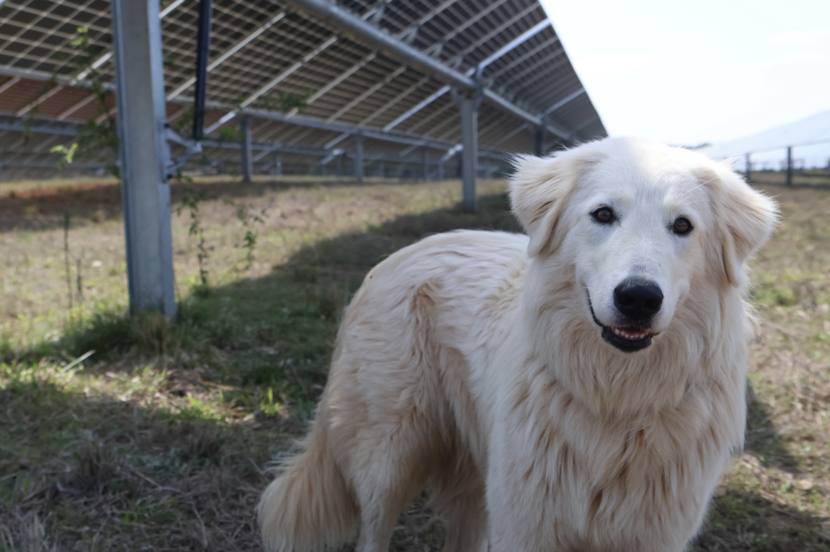 A herding dog stands near a solar panel at the Timberland Solar facility in Oglethorpe County. The dogs help manage sheep used for vegetation control across the site. (The Oglethorpe Echo/Kira Doppel)