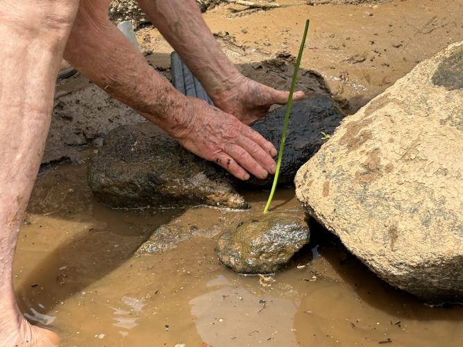 Michael Moody plants a shoal lily in between two rocks in the Broad River in April. Moody, who died later that month, owned the Broad River Outpost in Danielsville. (Kira Doppel/The Oglethorpe Echo)
